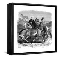 Tibetan Wild Ass or Kiang, 1893-null-Framed Stretched Canvas