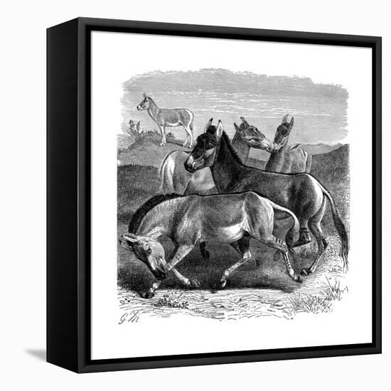 Tibetan Wild Ass or Kiang, 1893-null-Framed Stretched Canvas