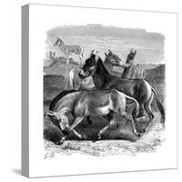 Tibetan Wild Ass or Kiang, 1893-null-Stretched Canvas