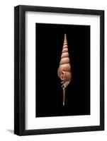 Tibia Fusus Melanocheilus-Paul Starosta-Framed Photographic Print