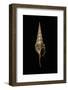 Tibia Fusus Melanocheilus-Paul Starosta-Framed Photographic Print