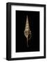 Tibia Fusus Melanocheilus-Paul Starosta-Framed Photographic Print