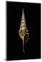 Tibia Fusus Melanocheilus-Paul Starosta-Mounted Photographic Print