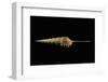 Tibia Fusus-Paul Starosta-Framed Photographic Print