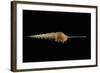 Tibia Fusus-Paul Starosta-Framed Photographic Print