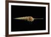 Tibia Fusus-Paul Starosta-Framed Photographic Print