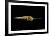 Tibia Fusus-Paul Starosta-Framed Photographic Print