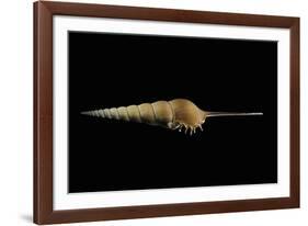 Tibia Fusus-Paul Starosta-Framed Photographic Print