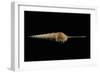 Tibia Fusus-Paul Starosta-Framed Photographic Print