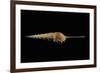 Tibia Fusus-Paul Starosta-Framed Photographic Print