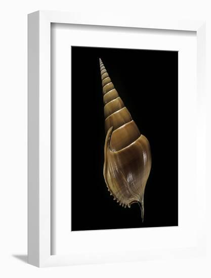 Tibia Insulaechorab-Paul Starosta-Framed Photographic Print