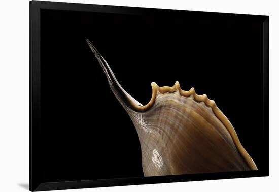 Tibia Insulaechorab-Paul Starosta-Framed Photographic Print