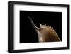 Tibia Insulaechorab-Paul Starosta-Framed Photographic Print