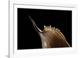 Tibia Insulaechorab-Paul Starosta-Framed Photographic Print