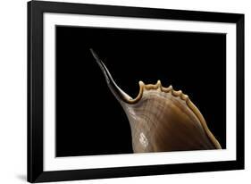 Tibia Insulaechorab-Paul Starosta-Framed Photographic Print