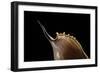 Tibia Insulaechorab-Paul Starosta-Framed Photographic Print