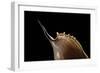 Tibia Insulaechorab-Paul Starosta-Framed Photographic Print