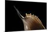 Tibia Insulaechorab-Paul Starosta-Mounted Photographic Print