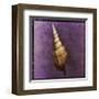 Tibia Shell-John Golden-Framed Giclee Print