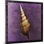 Tibia Shell-John Golden-Mounted Giclee Print