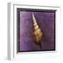 Tibia Shell-John Golden-Framed Giclee Print