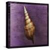 Tibia Shell-John Golden-Stretched Canvas