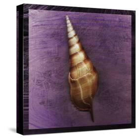 Tibia Shell-John Golden-Stretched Canvas