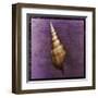 Tibia Shell-John Golden-Framed Art Print