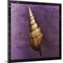 Tibia Shell-John Golden-Mounted Art Print