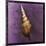 Tibia Shell-John W^ Golden-Mounted Art Print