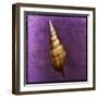 Tibia Shell-John W Golden-Framed Giclee Print