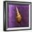 Tibia Shell-John W Golden-Framed Giclee Print