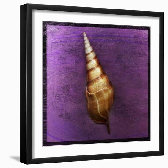 Tibia Shell-John W Golden-Framed Giclee Print