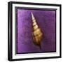 Tibia Shell-John W Golden-Framed Giclee Print