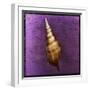 Tibia Shell-John W Golden-Framed Giclee Print