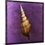 Tibia Shell-John W Golden-Mounted Giclee Print