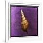 Tibia Shell-John W Golden-Framed Giclee Print