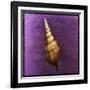 Tibia Shell-John W Golden-Framed Giclee Print