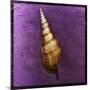 Tibia Shell-John W Golden-Mounted Giclee Print