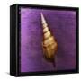 Tibia Shell-John W Golden-Framed Stretched Canvas