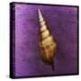 Tibia Shell-John W Golden-Stretched Canvas