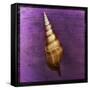 Tibia Shell-John W Golden-Framed Stretched Canvas
