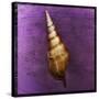 Tibia Shell-John W Golden-Stretched Canvas