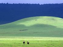 Wildebeest on Grassland in Ngorongoro Crater-Tibor Bogn?r-Photographic Print