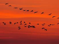 APTOPIX Hungary Migrating Birds-Tibor Olah-Framed Photographic Print