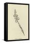 Tickia Orologica-Edward Lear-Framed Stretched Canvas