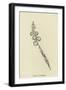 Tickia Orologica-Edward Lear-Framed Giclee Print