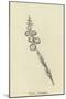 Tickia Orologica-Edward Lear-Mounted Giclee Print