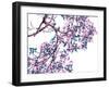 Tickled Pink-Jackie Battenfield-Framed Giclee Print