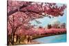 Tidal Basin, Jefferson Memorial, Cherry Blossoms, Washington, D.C.-null-Stretched Canvas